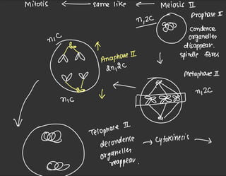 Class 11th Cell Cycle By Dr Rakshita Singh.pdf