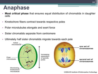 Anaphase
• Most critical phase that ensures equal distribution of chromatids in daughter
cells
• Kinetochore fibers contract towards respective poles
• Polar microtubules elongate and exert force
• Sister chromatids separate from centromere
• Ultimately half sister chromatids migrate towards each pole
COMSATS Institute Of Information Technology
10
 