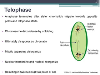 Telophase
• Anaphase terminates after sister chromatids migrate towards opposite
poles and telophase starts
• Chromosome decondense by unfolding
• Ultimately disappear as chromatin
• Mitotic apparatus disorganize
• Nuclear membrane and nucleoli reorganize
• Resulting in two nuclei at two poles of cell COMSATS Institute Of Information Technology
11
 