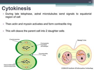 Cytokinesis
COMSATS Institute Of Information Technology
12
• During late telophase, astral microtubules send signals to equatorial
region of cell
• Then actin and myosin activates and form contractile ring
• This will cleave the parent cell into 2 daughter cells
 