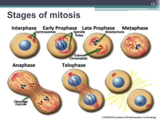 Stages of mitosis
13
 