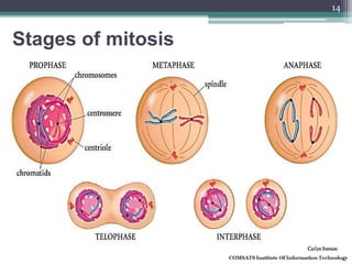 Stages of mitosis
14
 