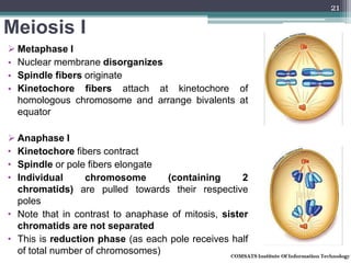 Meiosis I
 Metaphase I
• Nuclear membrane disorganizes
• Spindle fibers originate
• Kinetochore fibers attach at kinetochore of
homologous chromosome and arrange bivalents at
equator
 Anaphase I
• Kinetochore fibers contract
• Spindle or pole fibers elongate
• Individual chromosome (containing 2
chromatids) are pulled towards their respective
poles
• Note that in contrast to anaphase of mitosis, sister
chromatids are not separated
• This is reduction phase (as each pole receives half
of total number of chromosomes)
21
 