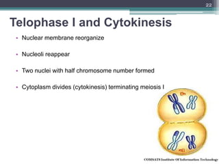 Telophase I and Cytokinesis
• Nuclear membrane reorganize
• Nucleoli reappear
• Two nuclei with half chromosome number formed
• Cytoplasm divides (cytokinesis) terminating meiosis I
22
 