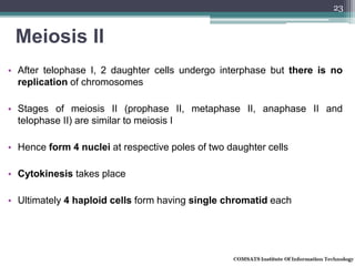 Meiosis II
• After telophase I, 2 daughter cells undergo interphase but there is no
replication of chromosomes
• Stages of meiosis II (prophase II, metaphase II, anaphase II and
telophase II) are similar to meiosis I
• Hence form 4 nuclei at respective poles of two daughter cells
• Cytokinesis takes place
• Ultimately 4 haploid cells form having single chromatid each
23
 