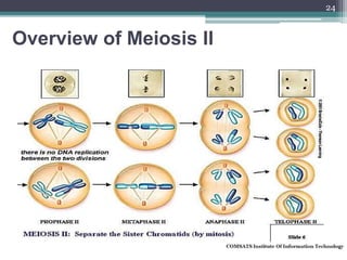 Overview of Meiosis II
24
 