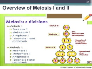Overview of Meiosis I and II
25
 