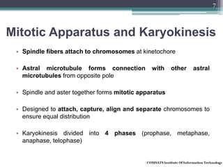 Mitotic Apparatus and Karyokinesis
• Spindle fibers attach to chromosomes at kinetochore
• Astral microtubule forms connection with other astral
microtubules from opposite pole
• Spindle and aster together forms mitotic apparatus
• Designed to attach, capture, align and separate chromosomes to
ensure equal distribution
• Karyokinesis divided into 4 phases (prophase, metaphase,
anaphase, telophase)
7
 