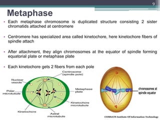 Metaphase
COMSATS Institute Of Information Technology
9
• Each metaphase chromosome is duplicated structure consisting 2 sister
chromatids attached at centromere
• Centromere has specialized area called kinetochore, here kinetochore fibers of
spindle attach
• After attachment, they align chromosomes at the equator of spindle forming
equatorial plate or metaphase plate
• Each kinetochore gets 2 fibers from each pole
 