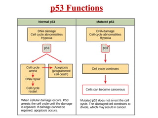 Cell Cycle, Cell cycle Check Points, Cell cycle regulation and Tumor ...