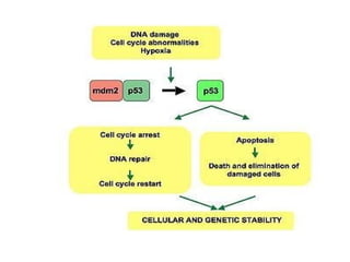 Cell Cycle, Cell cycle Check Points, Cell cycle regulation and Tumor ...