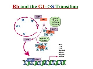 Cell Cycle, Cell cycle Check Points, Cell cycle regulation and Tumor ...