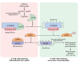 Cell Cycle, Cell cycle Check Points, Cell cycle regulation and Tumor ...
