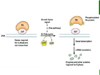 Cell Cycle, Cell cycle Check Points, Cell cycle regulation and Tumor ...