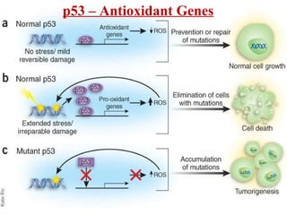 Cell Cycle, Cell cycle Check Points, Cell cycle regulation and Tumor ...