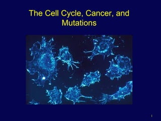 1
The Cell Cycle, Cancer, and
Mutations
 