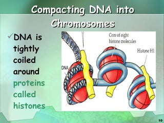 Compacting DNA into Chromosomes DNA is tightly coiled around  proteins called histones 