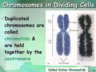 Chromosomes in Dividing Cells Duplicated chromosomes are called  chromatids  & are held together by the  centromere Called Sister Chromatids 