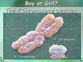 Boy or Girl? Y - Chromosome X - Chromosome The Y Chromosome Decides 