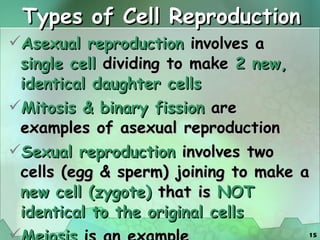 Types of Cell Reproduction Asexual reproduction  involves a  single cell  dividing to make  2 new, identical daughter cells Mitosis & binary fission  are examples of asexual reproduction Sexual reproduction  involves two cells (egg & sperm) joining to make a  new cell (zygote)  that is  NOT identical to the original cells Meiosis  is an example 