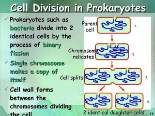 Cell Division in Prokaryotes Prokaryotes such as  bacteria  divide into 2 identical cells by the process of  binary fission Single chromosome makes a copy of itself Cell wall forms between the chromosomes dividing the cell Parent cell 2 identical daughter cells Chromosome relicates Cell splits 
