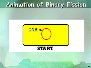 Animation of Binary Fission 