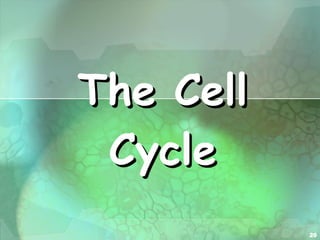 The Cell Cycle 