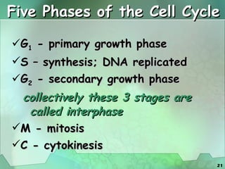 Five Phases of the Cell Cycle G 1  - primary growth phase S – synthesis; DNA replicated G 2  - secondary growth phase collectively these 3 stages are called interphase M - mitosis C - cytokinesis 