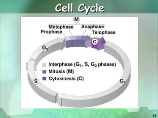 Cell Cycle 