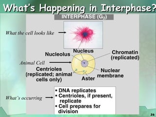 What’s Happening in Interphase? What the cell looks like Animal Cell What’s occurring 