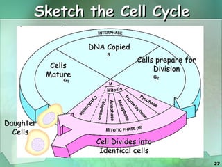 Sketch the Cell Cycle Daughter Cells DNA Copied Cells Mature Cells prepare for Division Cell Divides into Identical cells 