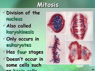 Mitosis Division of the  nucleus Also called  karyokinesis Only occurs in  eukaryotes Has  four  stages Doesn’t occur in some cells such as  brain cells 