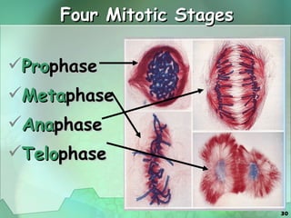 Four Mitotic Stages Pro phase Meta phase Ana phase Telo phase 