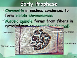 Early Prophase Chromatin  in nucleus condenses to form  visible chromosomes Mitotic spindle  forms from fibers in cytoskeleton or  centrioles (animal) Chromosomes Nucleolus Cytoplasm Nuclear Membrane 