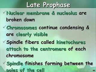 Late Prophase Nuclear membrane & nucleolus  are broken down Chromosomes  continue condensing & are  clearly visible Spindle fibers called  kinetochores   attach to the centromere  of each chromosome Spindle  finishes forming between the  poles of the cell   