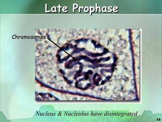 Late Prophase Nucleus & Nucleolus have disintegrated Chromosomes  