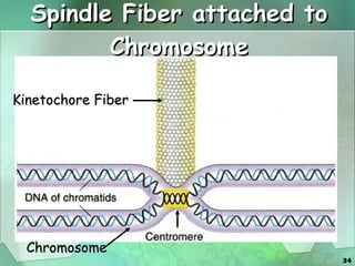 Spindle Fiber attached to Chromosome Kinetochore Fiber Chromosome 