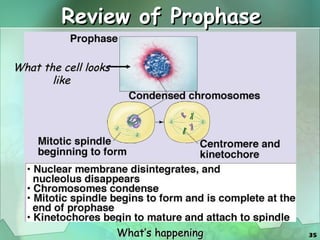 Review of Prophase What the cell looks like What’s happening 