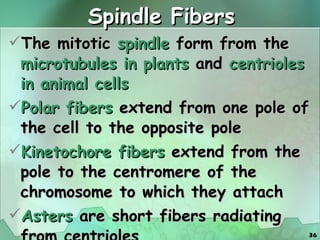 Spindle Fibers The mitotic  spindle  form from the  microtubules   in plants  and  centrioles in animal cells Polar fibers  extend from one pole of the cell to the opposite pole Kinetochore fibers  extend from the pole to the centromere of the chromosome to which they attach Asters  are short fibers radiating from centrioles 