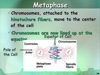 Metaphase Chromosomes, attached to the  kinetochore fibers , move to the center of the cell Chromosomes are now lined up at the equator Pole of the Cell Equator of Cell 
