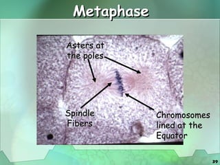 Metaphase Chromosomes lined at the Equator Asters at the poles Spindle Fibers 
