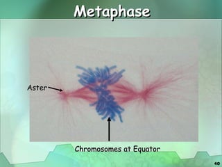 Metaphase Aster Chromosomes at Equator 