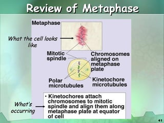 Review of Metaphase What the cell looks like What’s occurring 