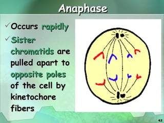 Anaphase Occurs  rapidly Sister chromatids  are pulled apart to  opposite poles  of the cell by kinetochore fibers 