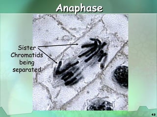 Anaphase Sister Chromatids being separated 