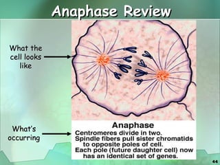 Anaphase Review What the cell looks like What’s occurring 