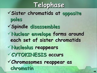Telophase Sister chromatids at  opposite poles Spindle  disassembles Nuclear envelope  forms around each set of sister chromatids Nucleolus  reappears CYTOKINESIS  occurs Chromosomes reappear as  chromatin 