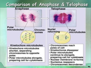 Comparison of Anaphase & Telophase 