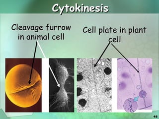 Cytokinesis Cleavage furrow in animal cell Cell plate in plant cell 