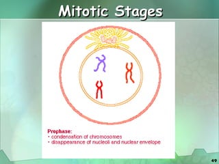 Mitotic Stages 